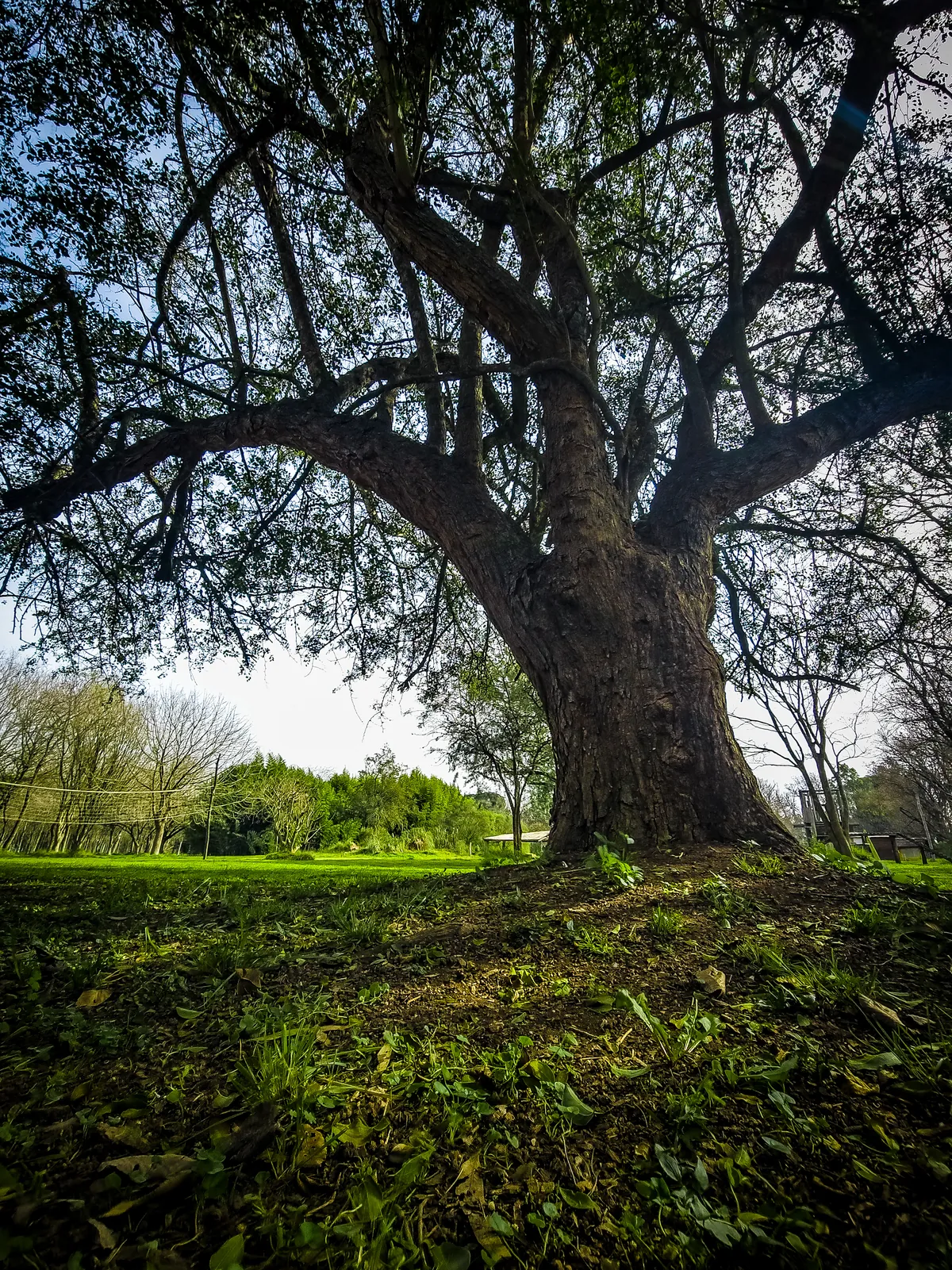 Un árbol enorme en la reserva