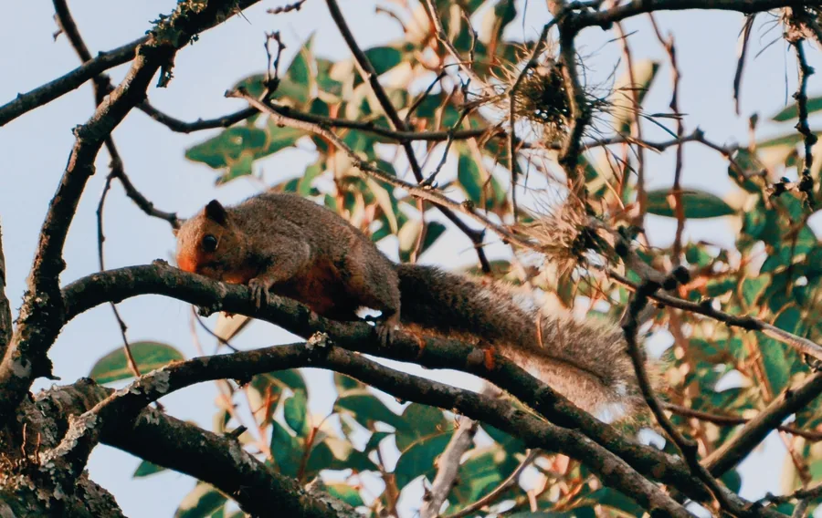 Una ardilla sobre una rama