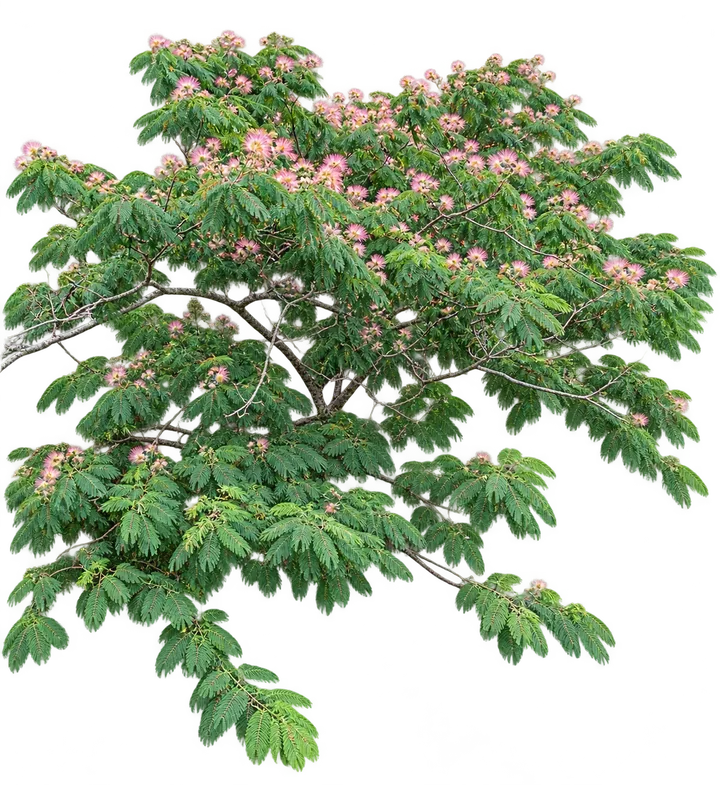 Acacia de Constantinopla, con el fondo retirado