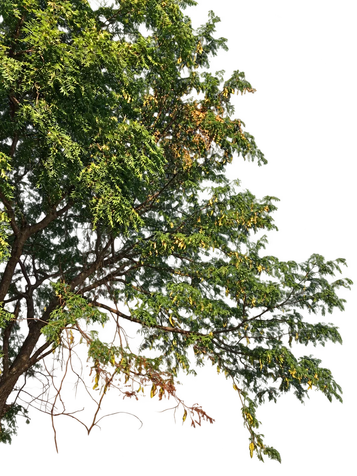 Acacia negra, con el fondo retirado