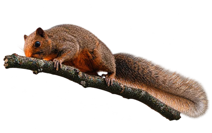 Ardilla de vientre rojo, con el fondo retirado