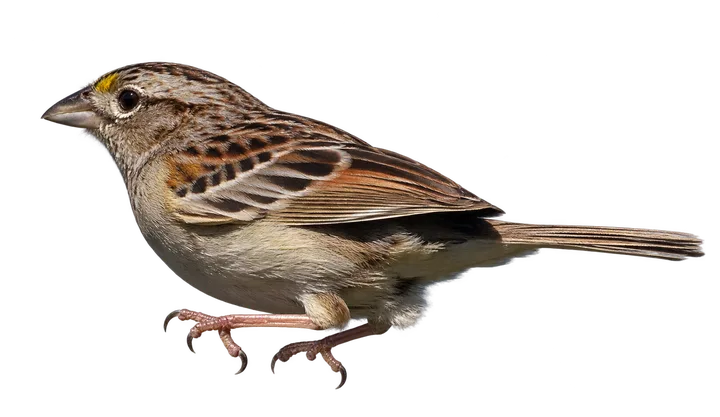 Cachilo ceja amarilla, con el fondo retirado
