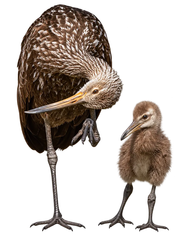 Carau, con el fondo retirado