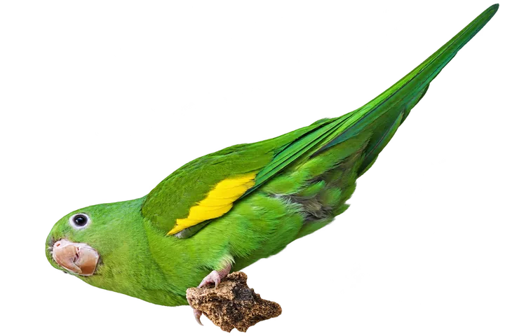 Chiripepé de ala amarilla, con el fondo retirado