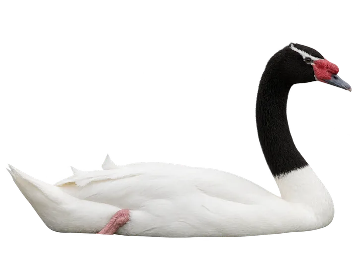 Cisne de cuello negro, con el fondo retirado