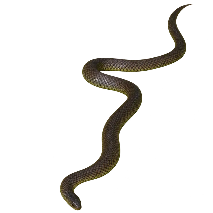 Culebra parda, con el fondo retirado