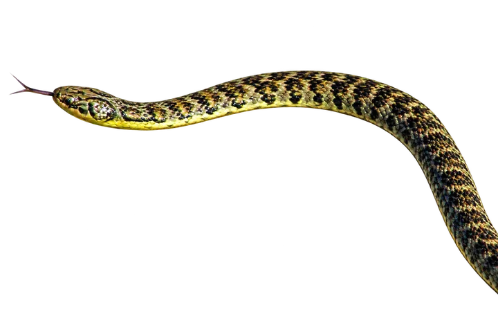 Culebra verde y negra, con el fondo retirado