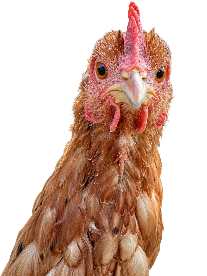 Gallina, con el fondo retirado