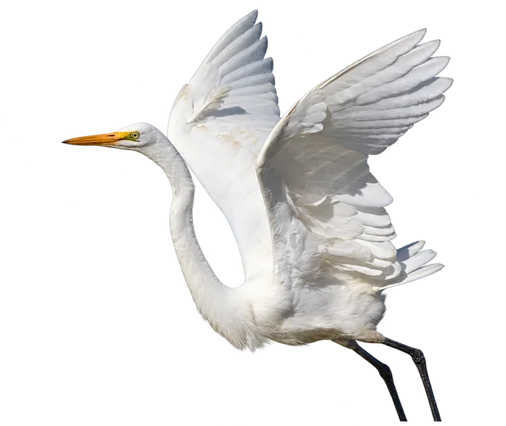 Garza blanca, con el fondo retirado