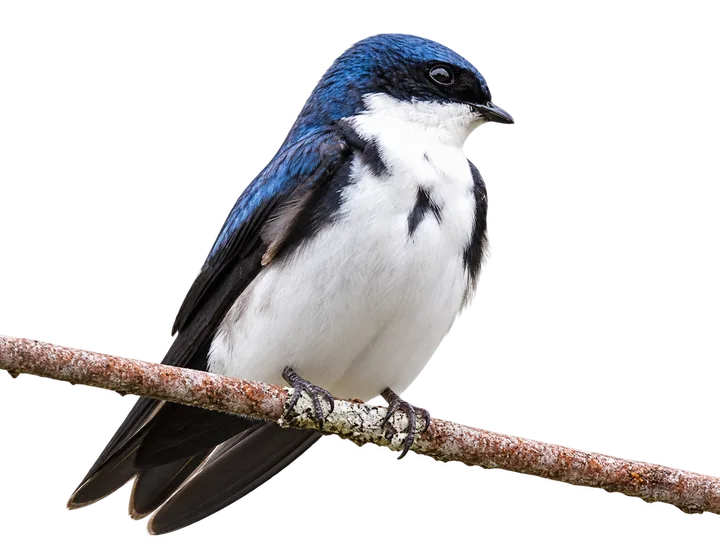 Golondrina barranquera, con el fondo retirado