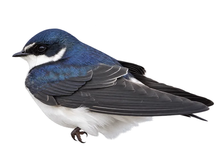 Golondrina ceja blanca, con el fondo retirado