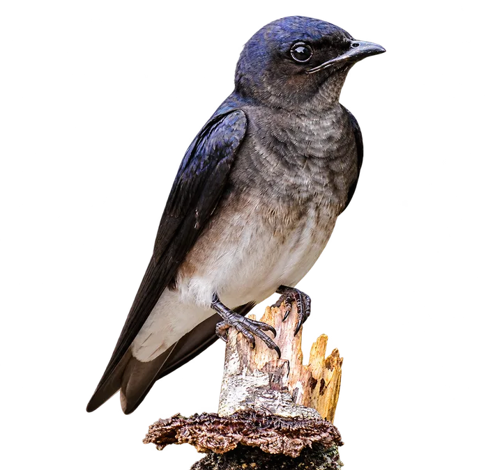 Golondrina doméstica, con el fondo retirado