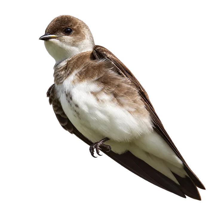 Golondrina parda, con el fondo retirado