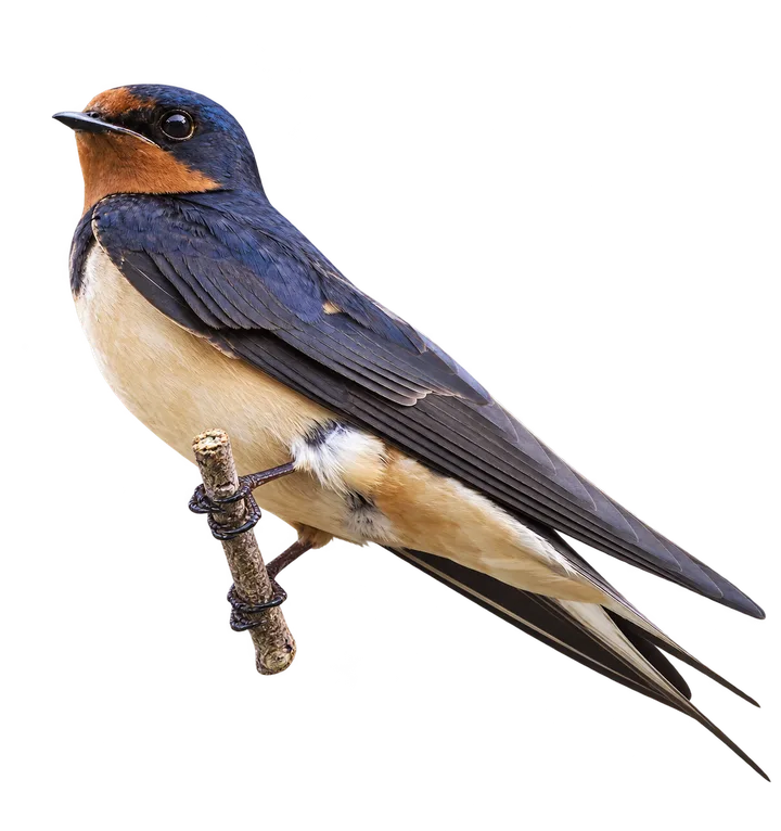 Golondrina tijerita, con el fondo retirado