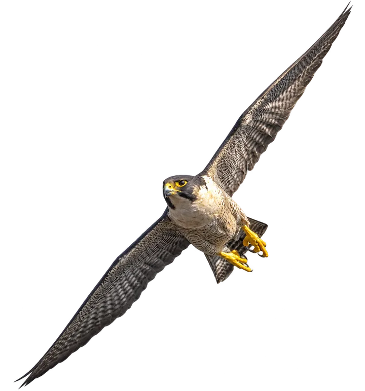 Halcón peregrino, con el fondo retirado