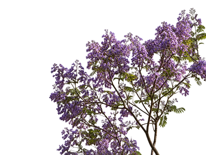 Jacarandá, con el fondo retirado