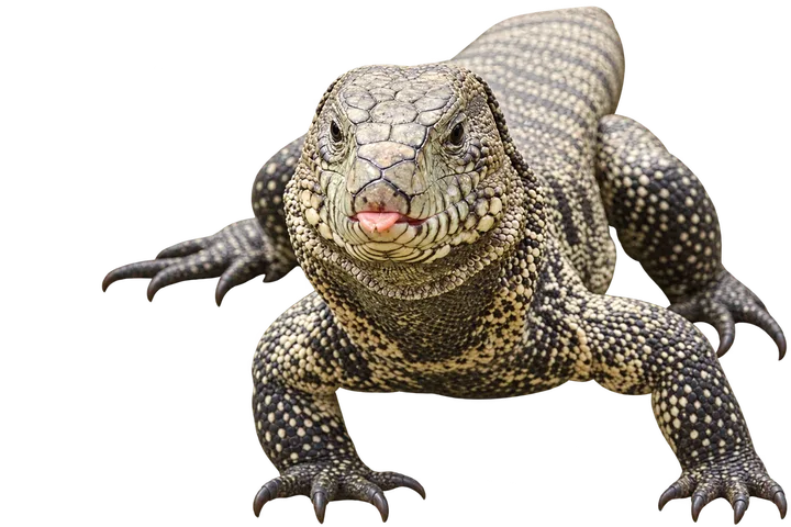 Lagarto overo, con el fondo retirado