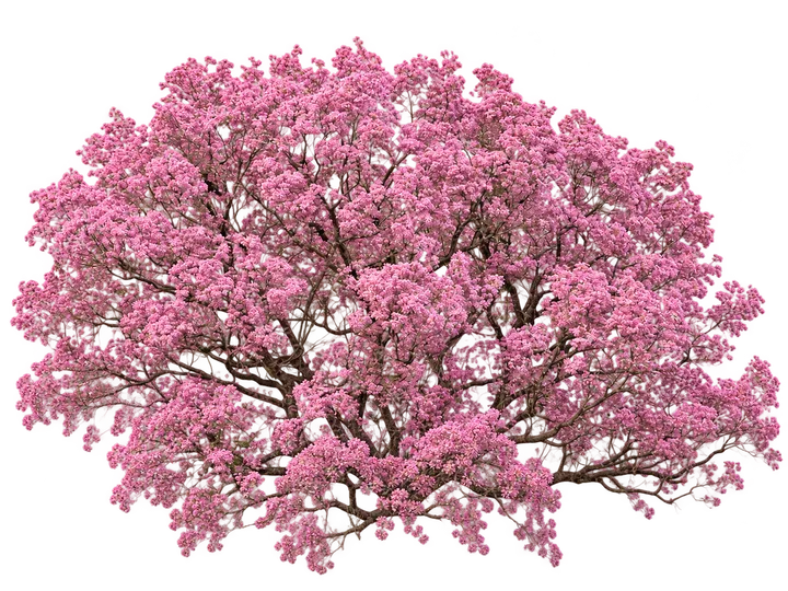 Lapacho rosado, con el fondo retirado