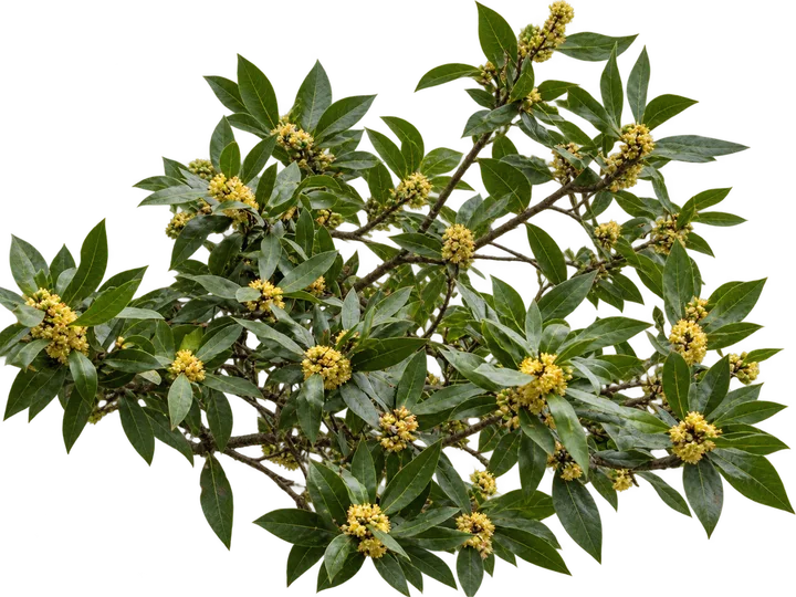 Laurel europeo, con el fondo retirado