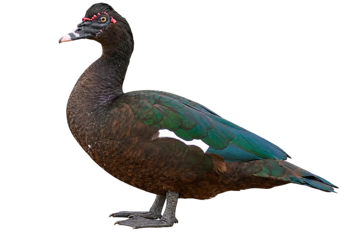 Pato criollo, con el fondo retirado