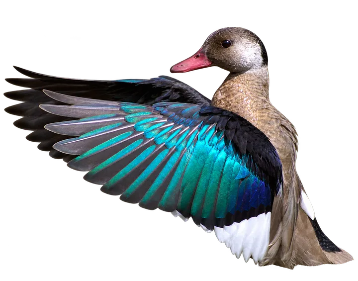 Pato cutirí, con el fondo retirado