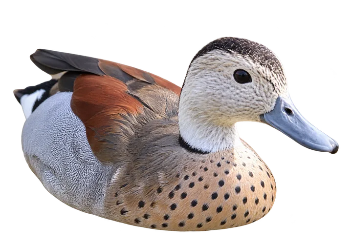 Pato de collar, con el fondo retirado