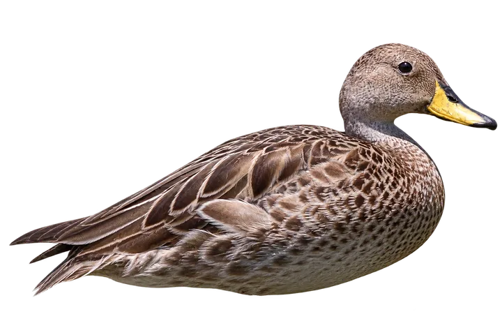 Pato maicero, con el fondo retirado
