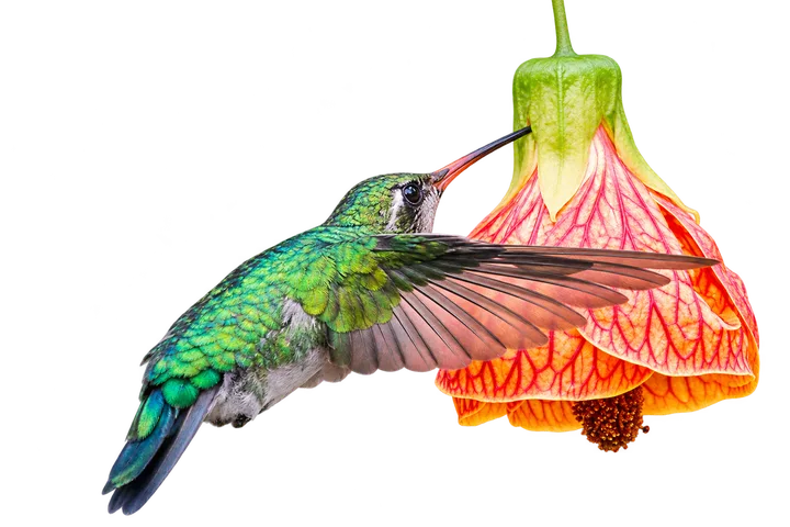 Picaflor común, con el fondo retirado