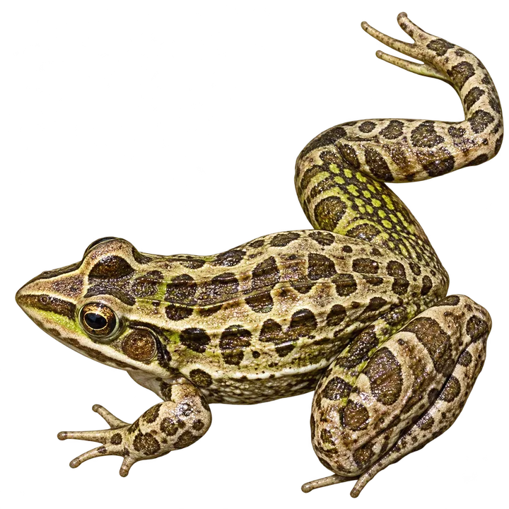 Rana criolla, con el fondo retirado