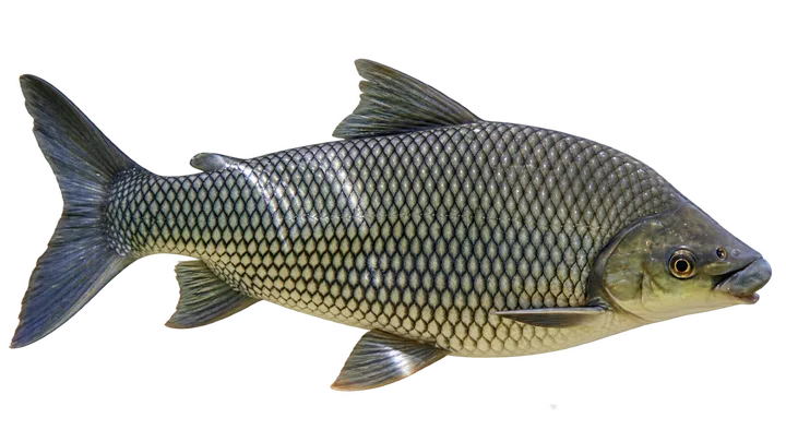 Sábalo, con el fondo retirado