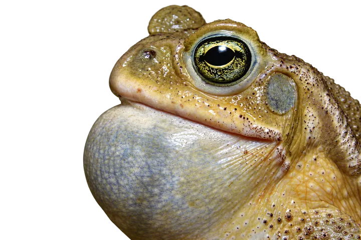 Sapo común, con el fondo retirado