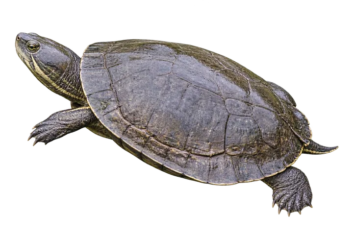 Tortuga de laguna, con el fondo retirado