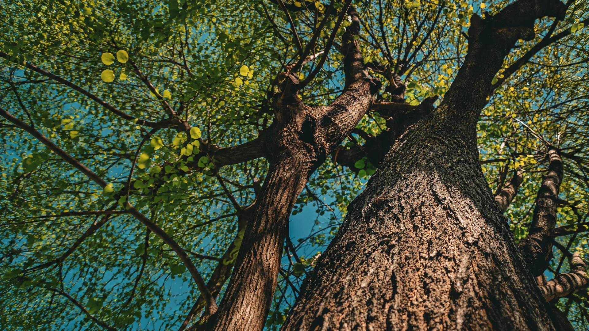 Copa de un árbol de BioHuellas vista desde abajo