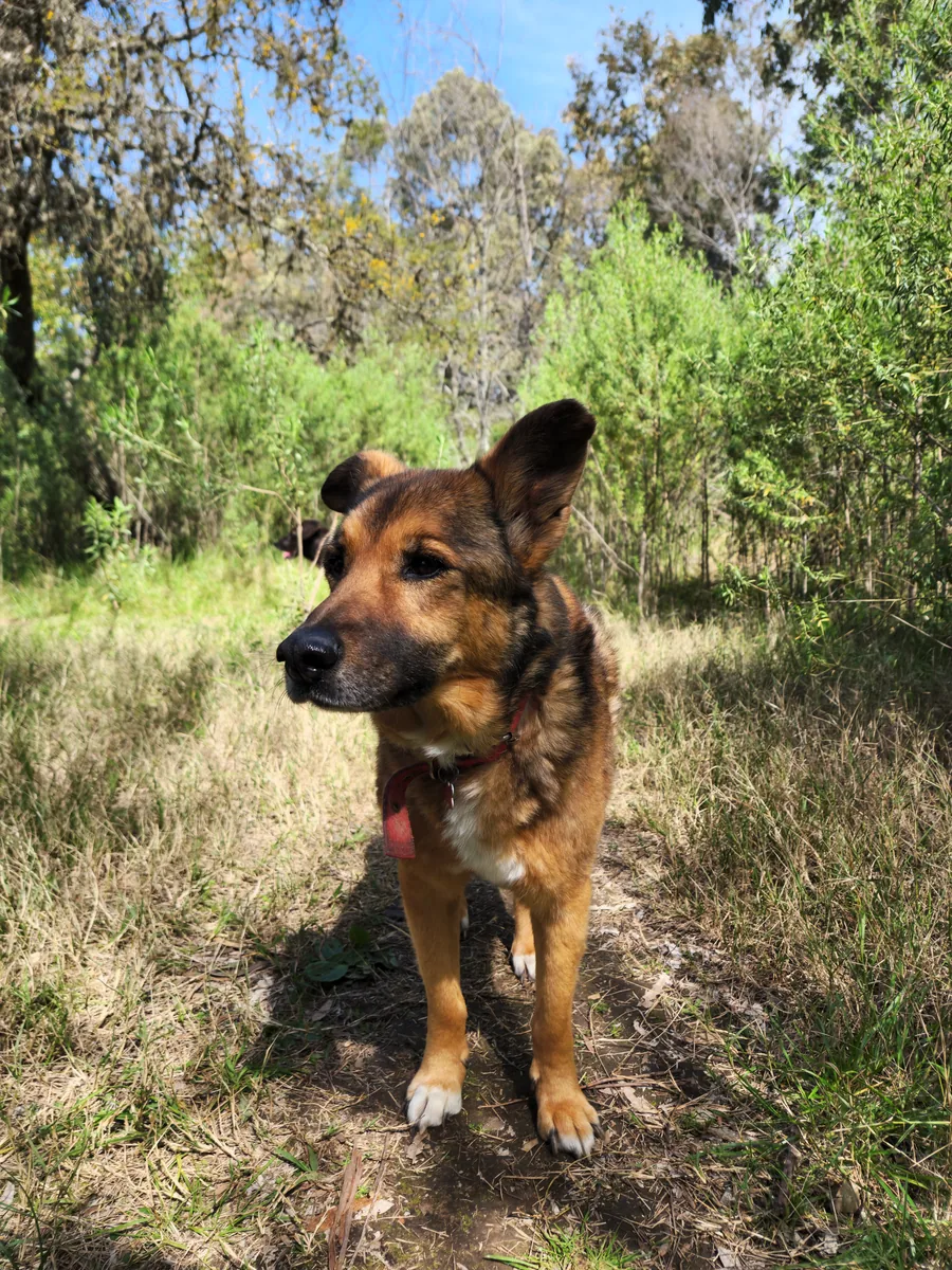 Perro paseando por el sendero