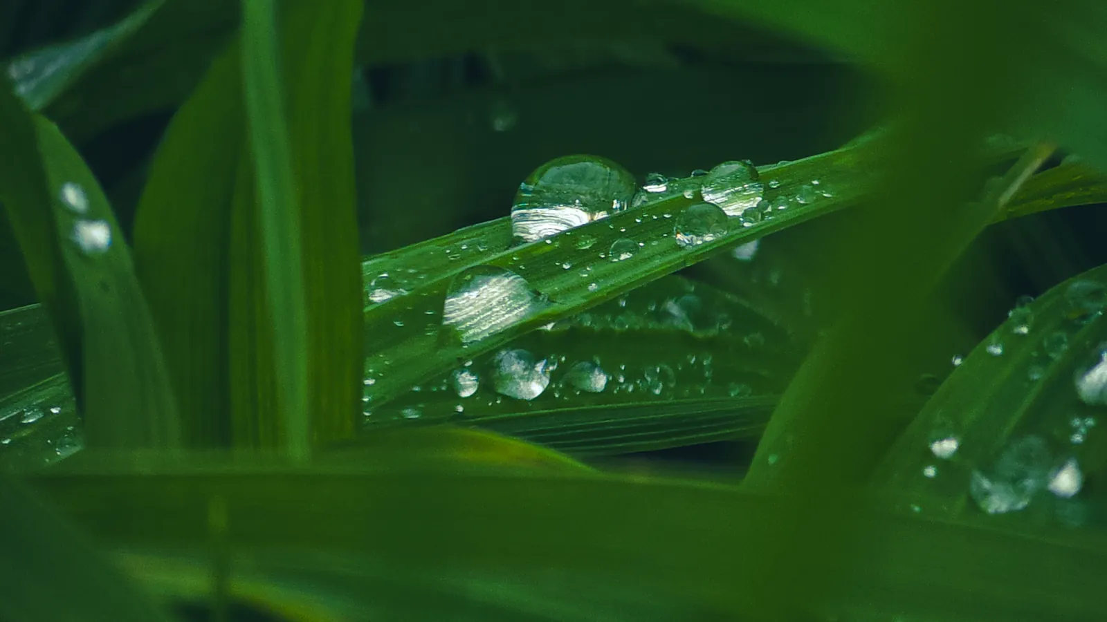 Gotas de agua sobre las hojas de la reserva