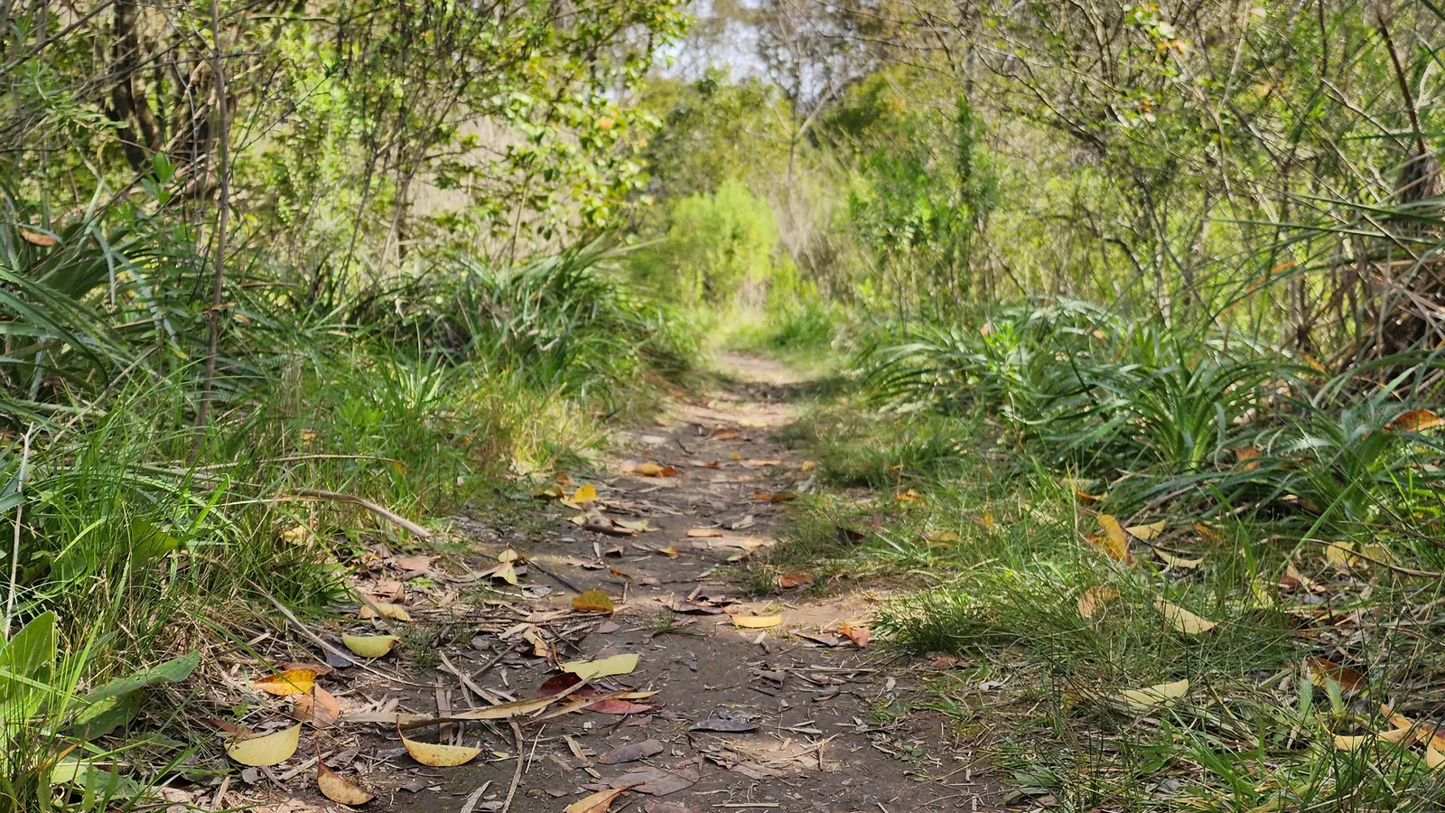 Un sendero del bosque cubierto de hojas
