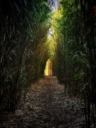 Túnel de cañas con luz dorada en la reserva natural