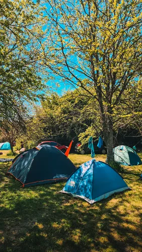 Carpas bajo un árbol de hojas doradas